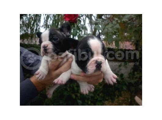 Fransiz Bulldog Yavrulari Mama Ve Malzeme Kampanyali görsel