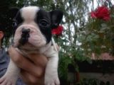 Fransiz Bulldog Yavrulari Mama Ve Malzeme Kampanyali