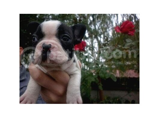 Fransiz Bulldog Yavrulari Mama Ve Malzeme Kampanyali görsel
