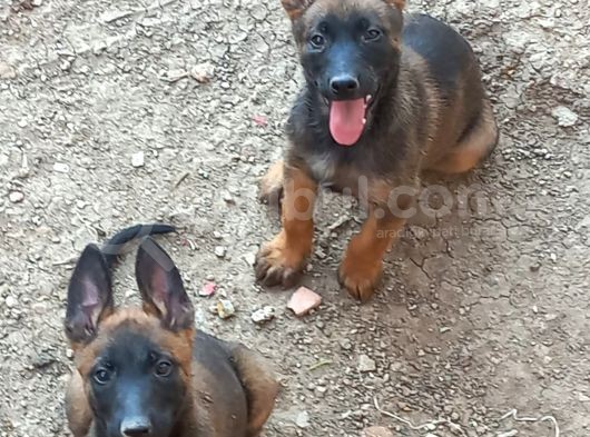 Safkan Anne Babadan Efsane Belçika Yavrular görsel