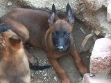 Safkan Anne Babadan Efsane Belçika Yavrular