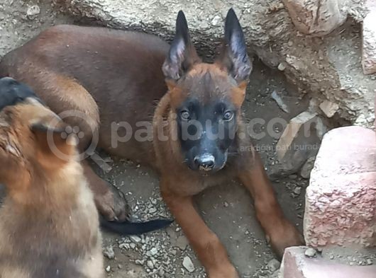 Safkan Anne Babadan Efsane Belçika Yavrular görsel