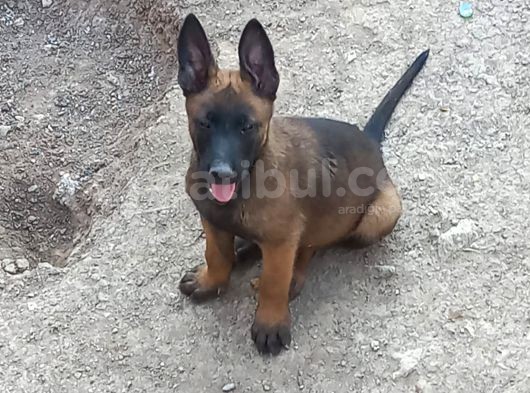 Safkan Anne Babadan Efsane Belçika Yavrular görsel