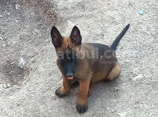 Safkan Anne Babadan Efsane Belçika Yavrular görsel