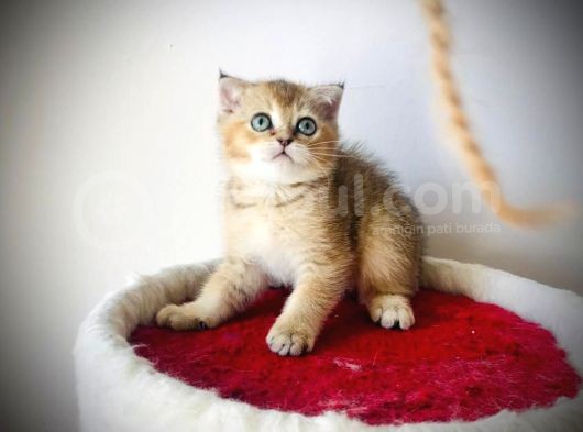 Şecereli̇ Babadan Muhteşem Golden Yavrular görsel