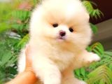 Ayı Surat Pomeranian Boo Yavrularımız