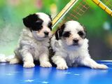 Bi̇chon Havanese Yavrular