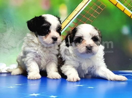 Bi̇chon Havanese Yavrular görsel