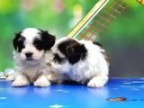 Bi̇chon Havanese Yavrular