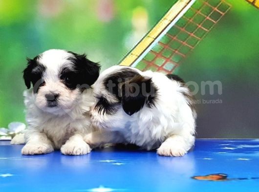 Bi̇chon Havanese Yavrular görsel