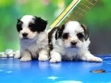 Bi̇chon Havanese Yavrular
