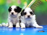 Bi̇chon Havanese Yavrular