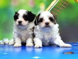 Bi̇chon Havanese Yavrular