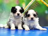 Bi̇chon Havanese Yavrular