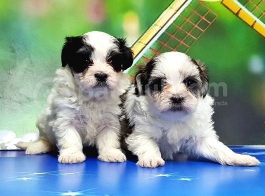 Bi̇chon Havanese Yavrular görsel