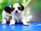 Bi̇chon Havanese Yavrular