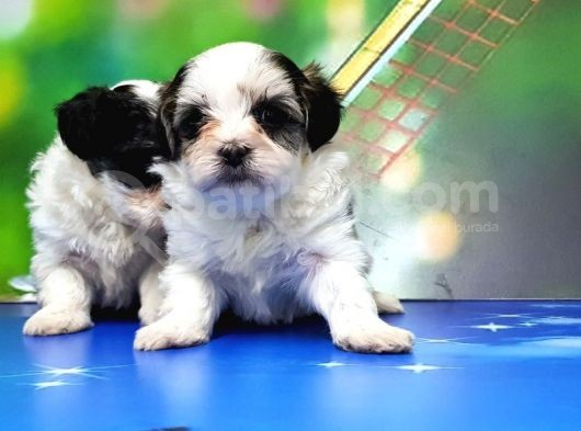Bi̇chon Havanese Yavrular görsel