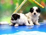Bi̇chon Havanese Yavrular