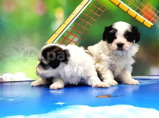 Bi̇chon Havanese Yavrular görsel