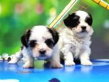 Bi̇chon Havanese Yavrular