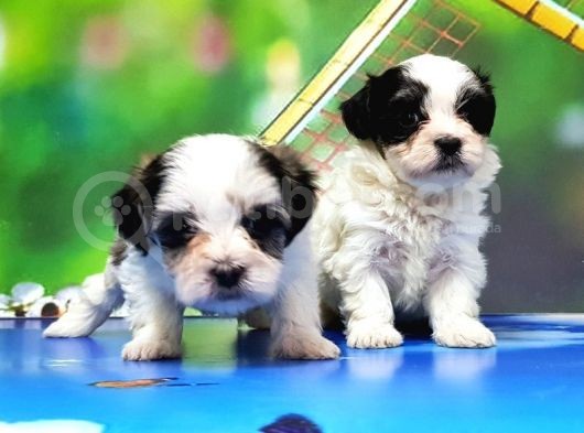Bi̇chon Havanese Yavrular görsel