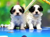 Bi̇chon Havanese Yavrular