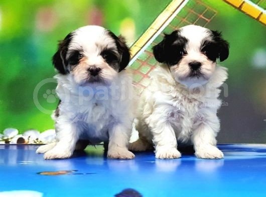 Bi̇chon Havanese Yavrular
