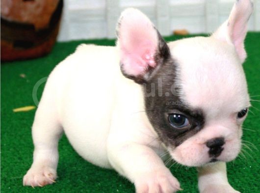 Fransiz Bulldog Yavrulari Mama Ve Malzeme Kampanyali görsel