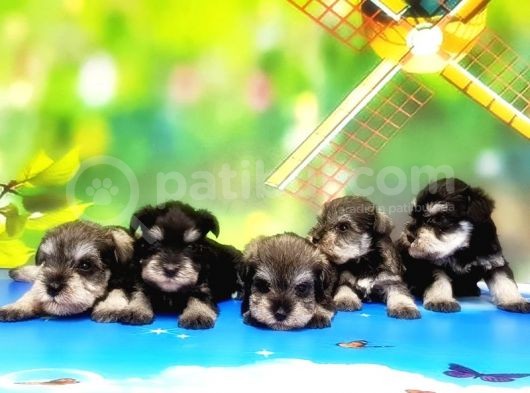 Resmi̇ Üreti̇ci̇den Mi̇nyatür Schnauzer Yavrular görsel