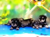 Resmi̇ Üreti̇ci̇den Mi̇nyatür Schnauzer Yavrular