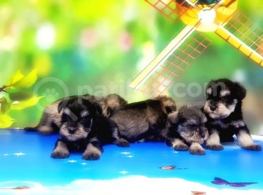 Resmi̇ Üreti̇ci̇den Mi̇nyatür Schnauzer Yavrular görsel