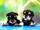 Resmi̇ Üreti̇ci̇den Mi̇nyatür Schnauzer Yavrular