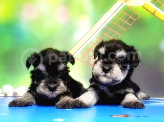 Resmi̇ Üreti̇ci̇den Mi̇nyatür Schnauzer Yavrular görsel