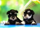 Resmi̇ Üreti̇ci̇den Mi̇nyatür Schnauzer Yavrular