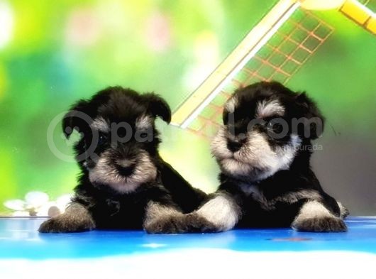 Resmi̇ Üreti̇ci̇den Mi̇nyatür Schnauzer Yavrular görsel