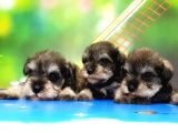 Resmi̇ Üreti̇ci̇den Mi̇nyatür Schnauzer Yavrular