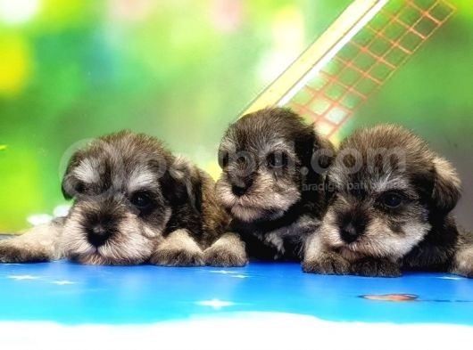 Resmi̇ Üreti̇ci̇den Mi̇nyatür Schnauzer Yavrular görsel