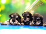 Resmi̇ Üreti̇ci̇den Mi̇nyatür Schnauzer Yavrular