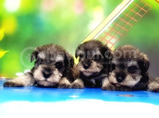 Resmi̇ Üreti̇ci̇den Mi̇nyatür Schnauzer Yavrular görsel