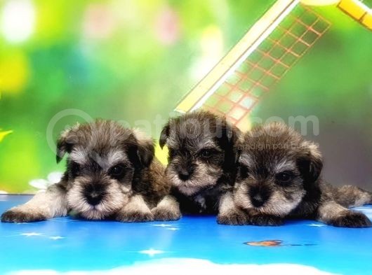 Resmi̇ Üreti̇ci̇den Mi̇nyatür Schnauzer Yavrular görsel
