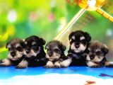 Resmi̇ Üreti̇ci̇den Mi̇nyatür Schnauzer Yavrular