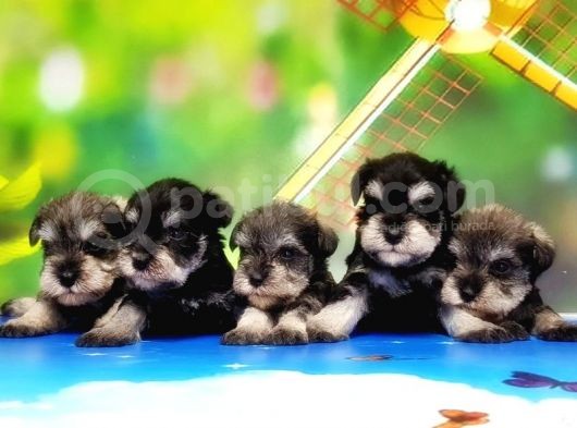 Resmi̇ Üreti̇ci̇den Mi̇nyatür Schnauzer Yavrular görsel