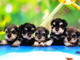 Resmi̇ Üreti̇ci̇den Mi̇nyatür Schnauzer Yavrular