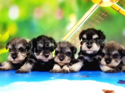 Resmi̇ Üreti̇ci̇den Mi̇nyatür Schnauzer Yavrular
