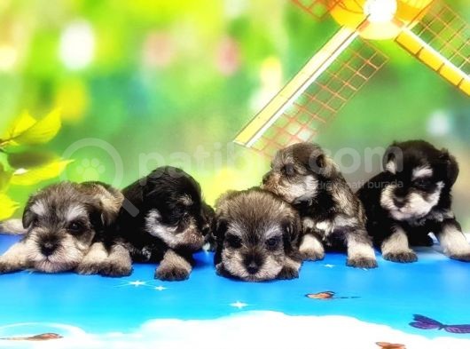 Resmi̇ Üreti̇ci̇den Mi̇nyatür Schnauzer Yavrular görsel