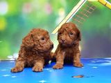 Resmi̇ Üreti̇ci̇den Red Toy Poodle Yavrular
