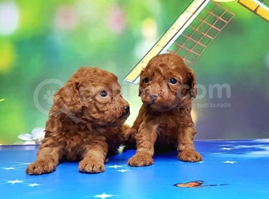 Resmi̇ Üreti̇ci̇den Red Toy Poodle Yavrular görsel