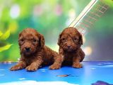 Resmi̇ Üreti̇ci̇den Red Toy Poodle Yavrular