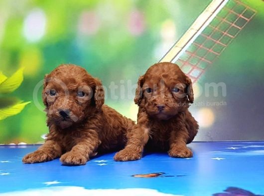 Resmi̇ Üreti̇ci̇den Red Toy Poodle Yavrular görsel