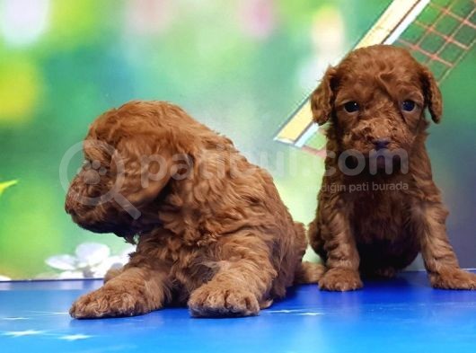 Resmi̇ Üreti̇ci̇den Red Toy Poodle Yavrular görsel
